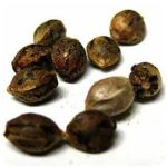 Семена марихуаны АК-47  (Seeds AK-47) в Гусеве